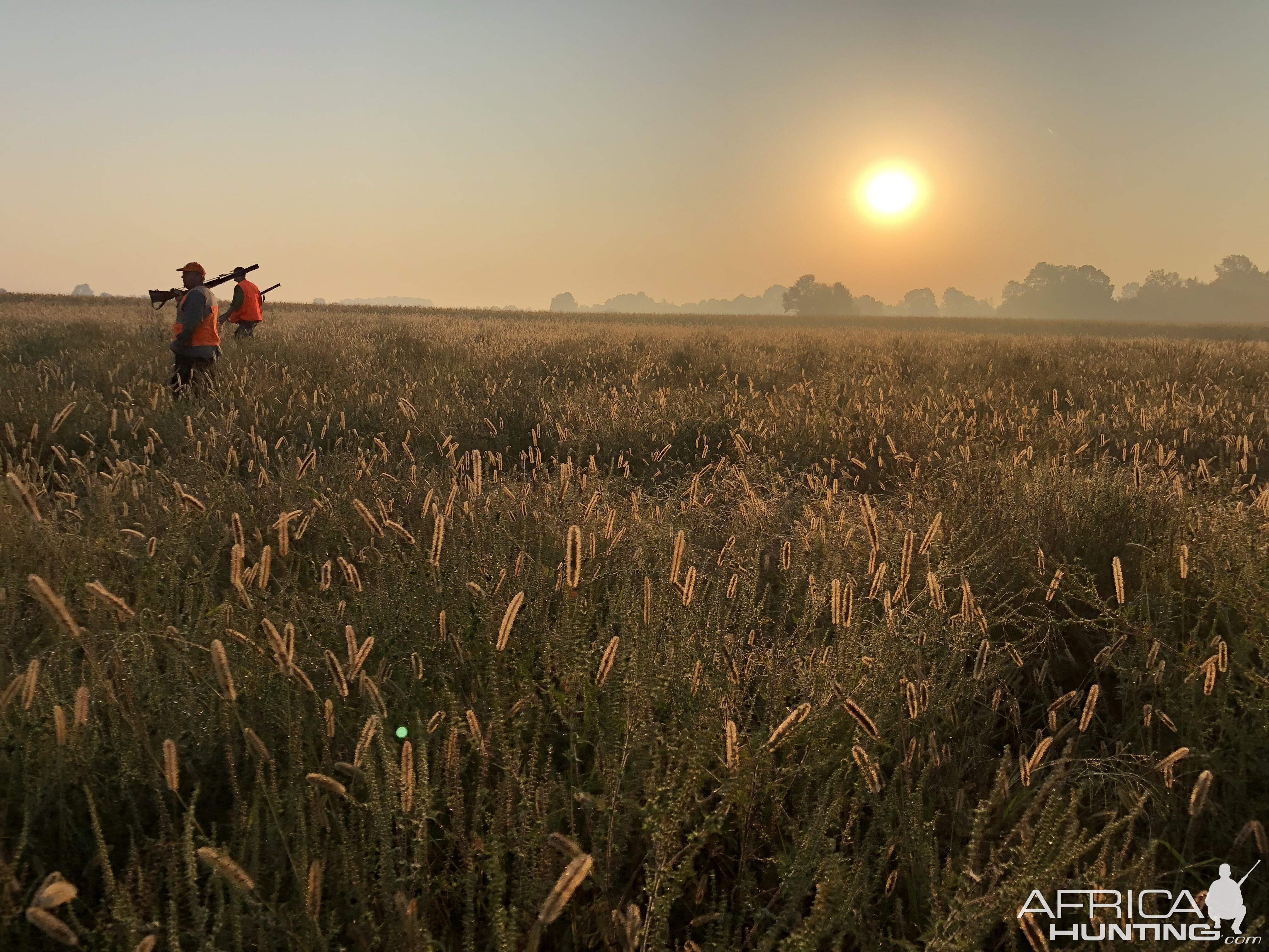 Hunting Quail in Croatia