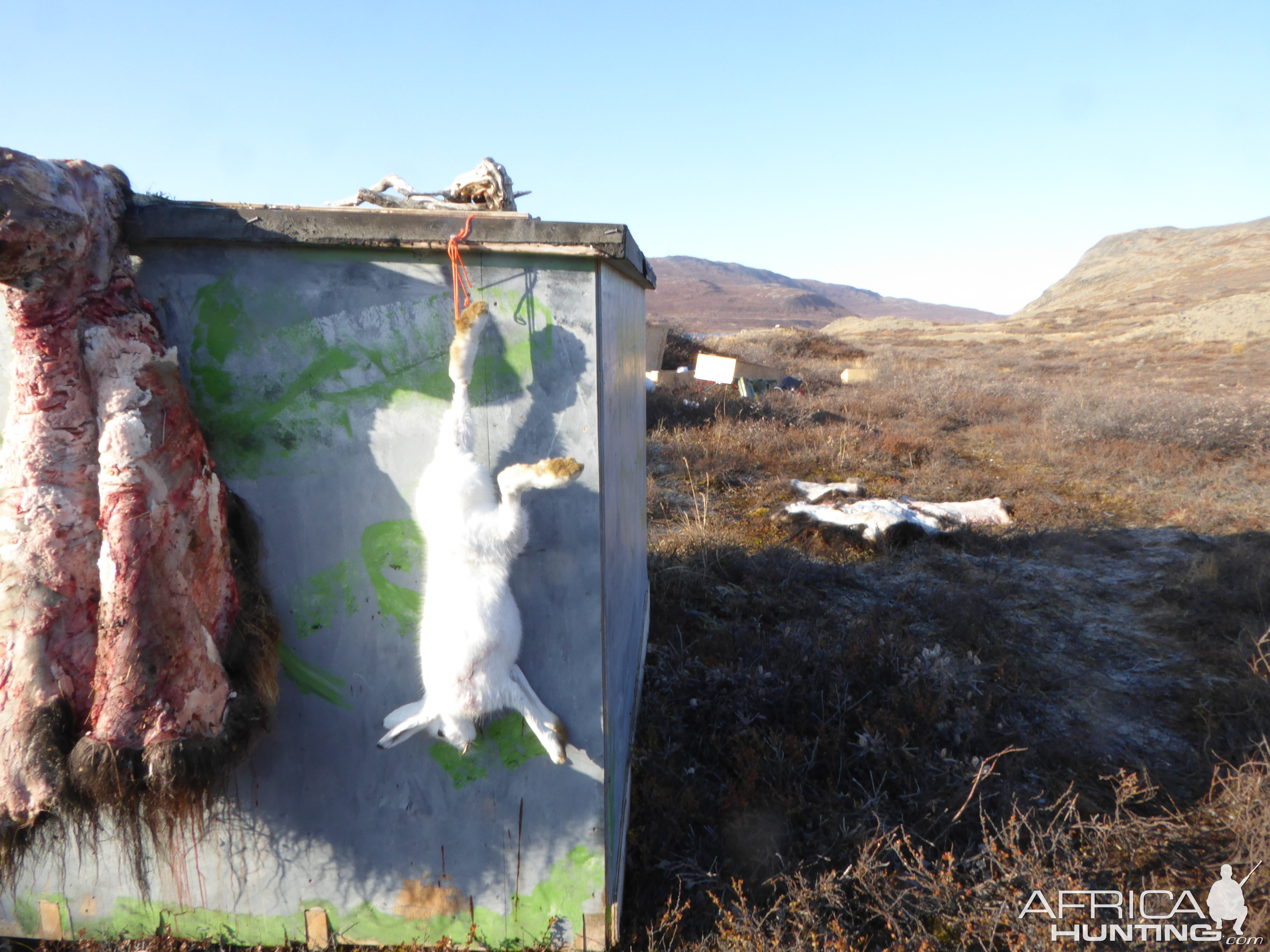 Hunting Rabbit in Greenland