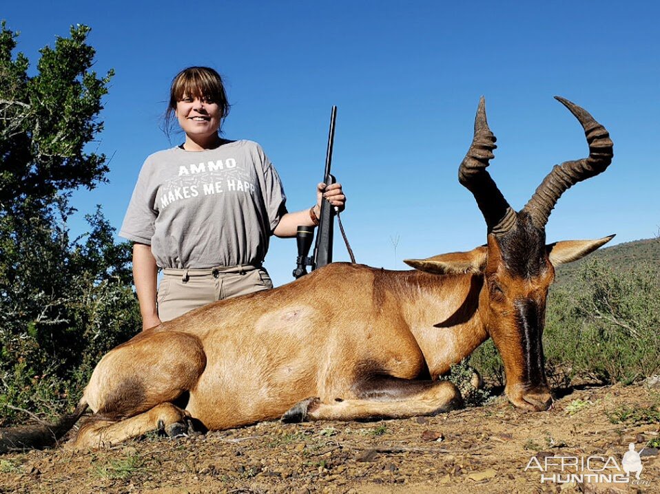 Hunting Red Hartebeest in South Africa