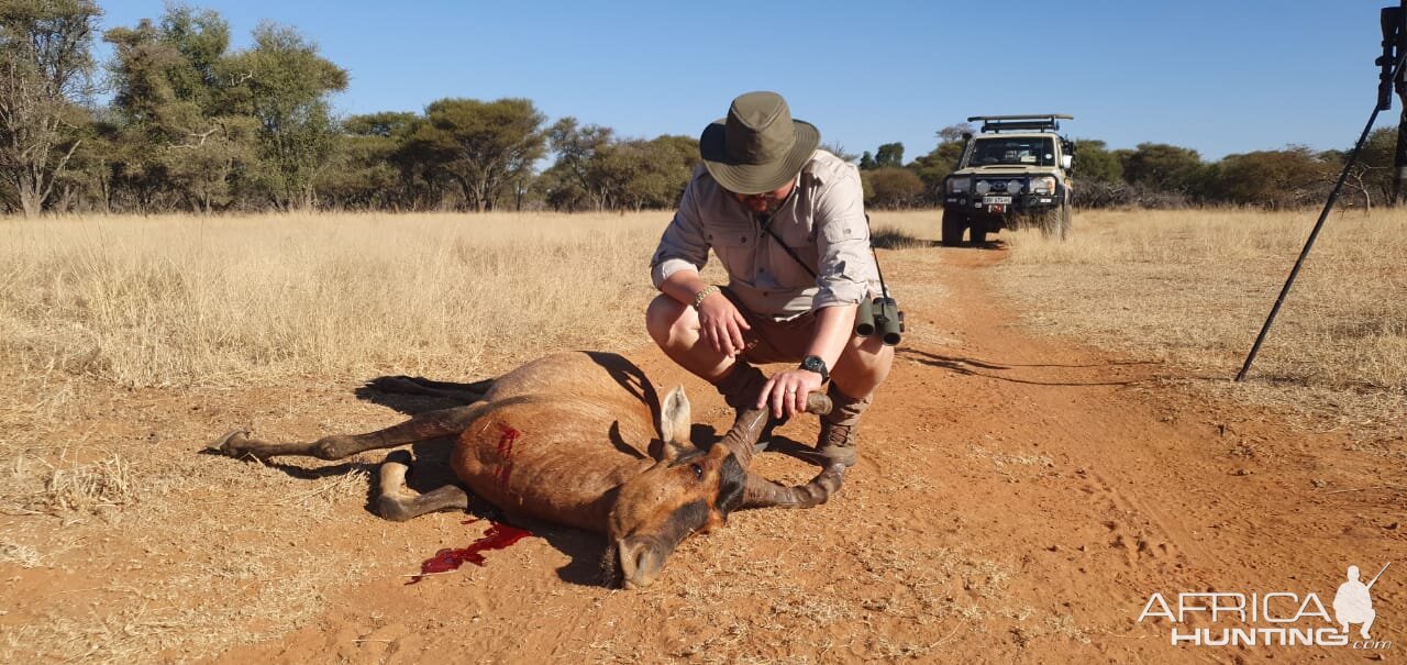 Hunting Red Hartebeest in South Africa