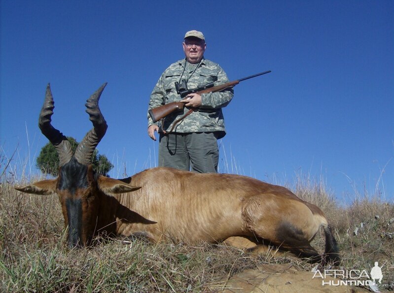 Hunting Red Hartebeest