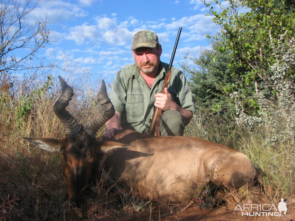 Hunting Red Hartebeest