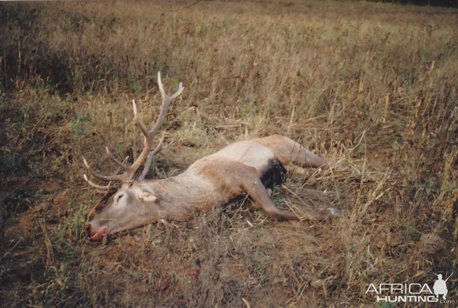 Hunting Red Stag in Germany