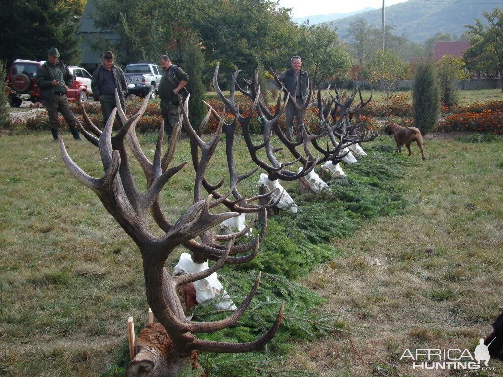 Hunting Red Stag in Romania