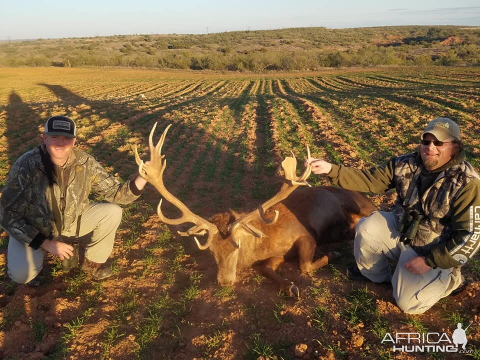 Hunting Red Stag in Texas USA