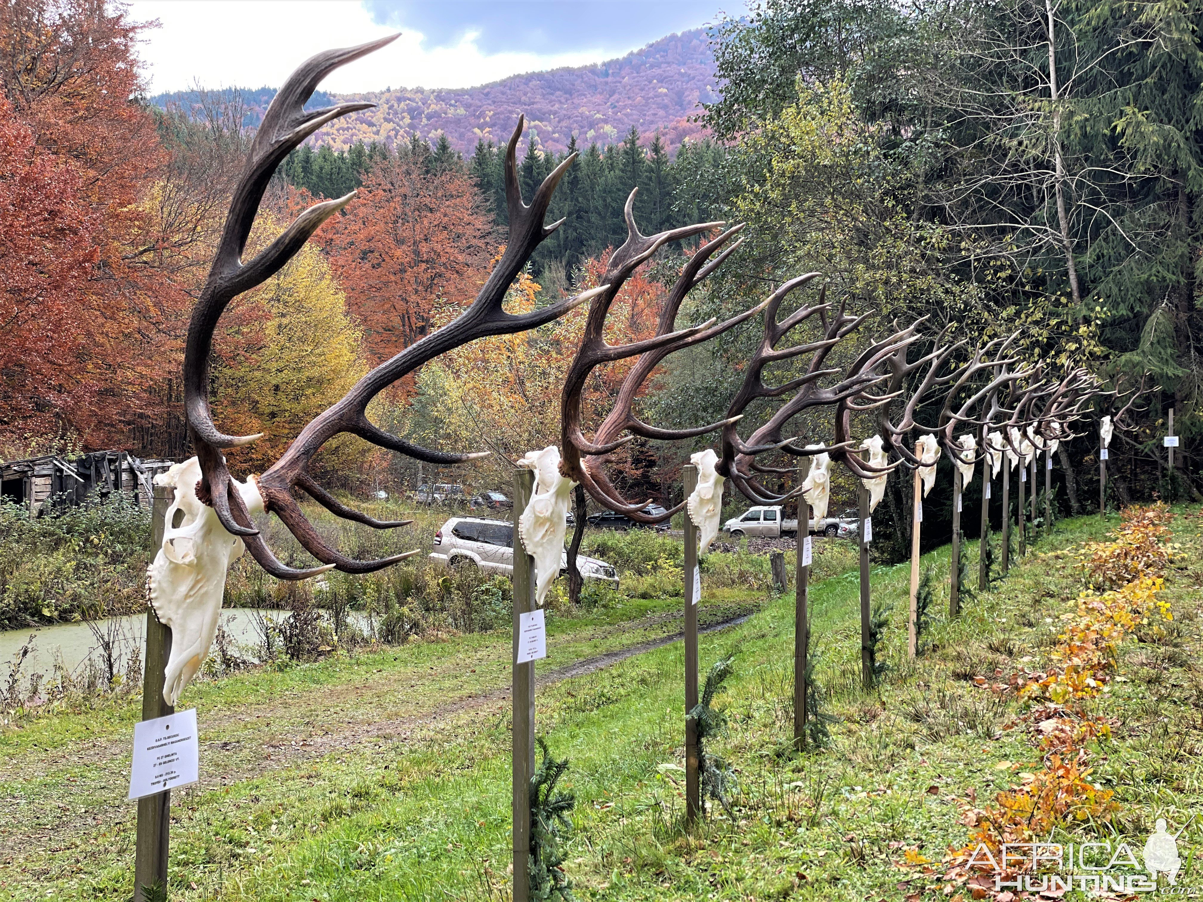 Hunting Red Stag Romania