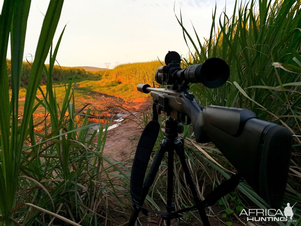 Hunting Rifle With Tripod Shooting Stick