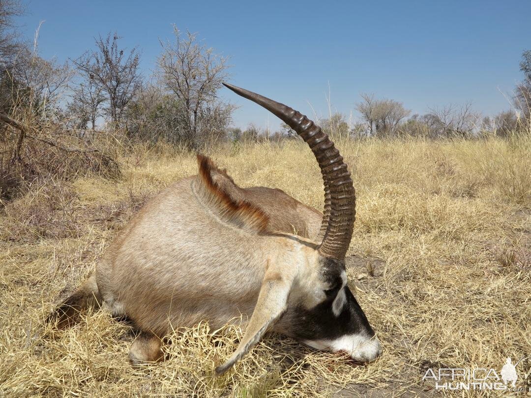 Hunting Roan in Namibia