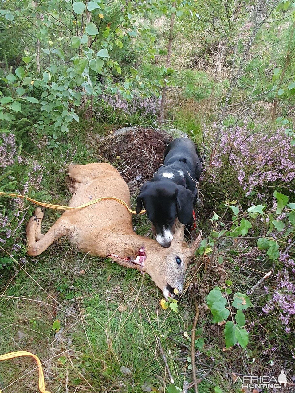 Hunting Roe Buck in Sweden