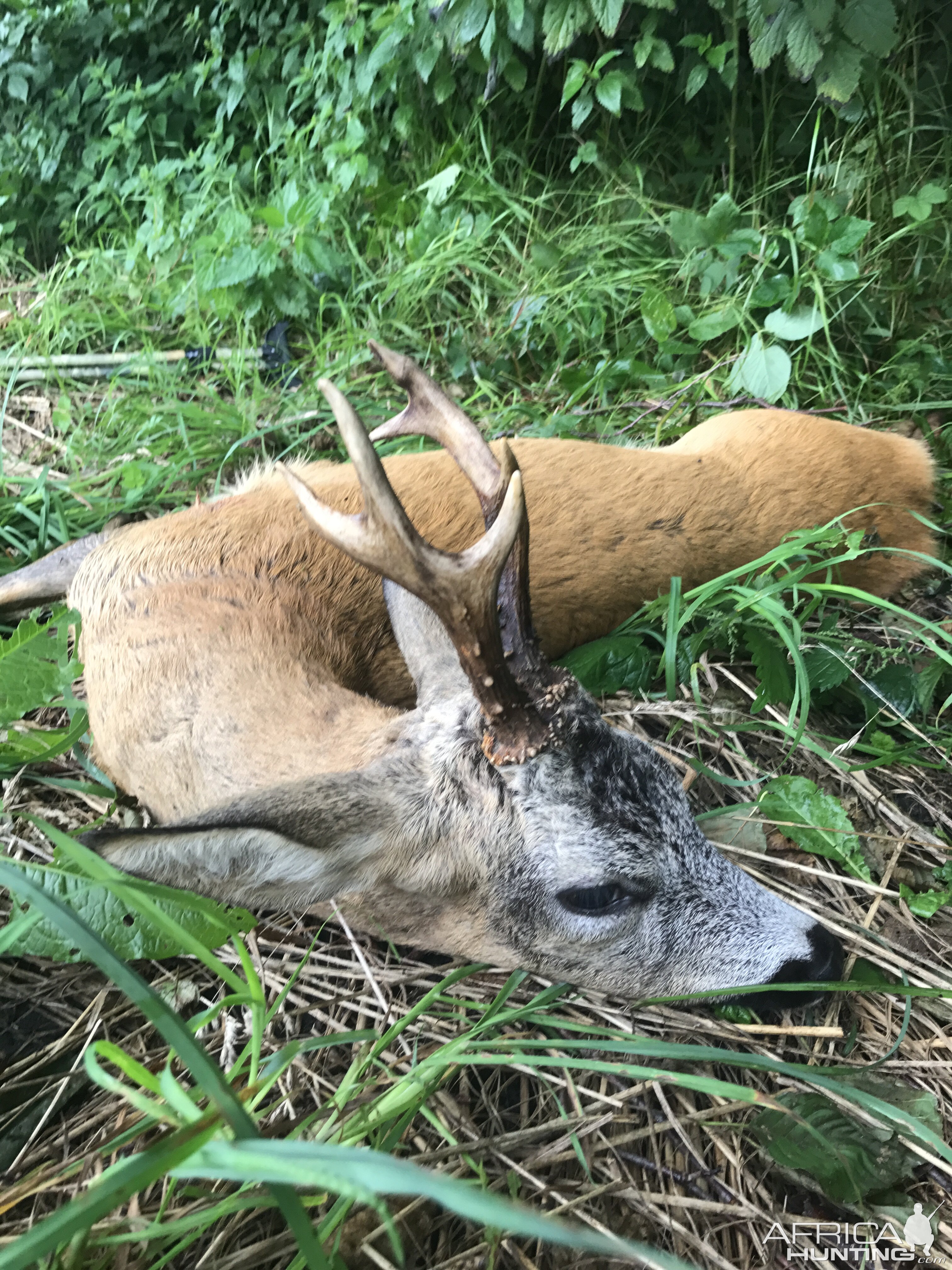 Hunting Roe Buck Poland