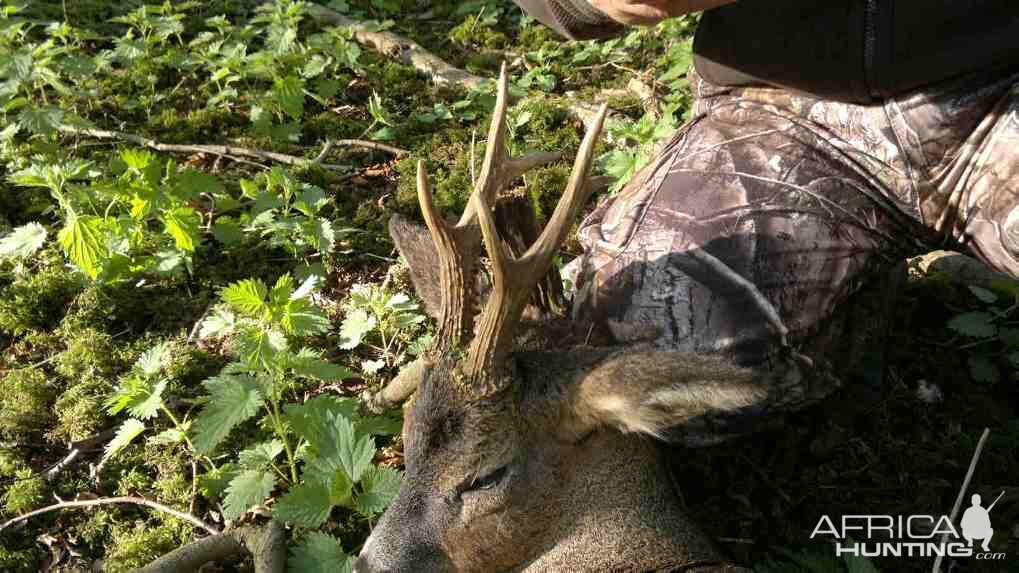 Hunting Roe Bucks in the UK