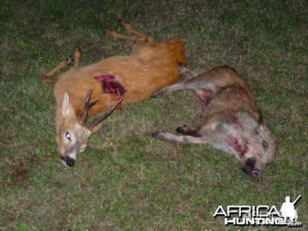 Hunting Roe Deer and pig