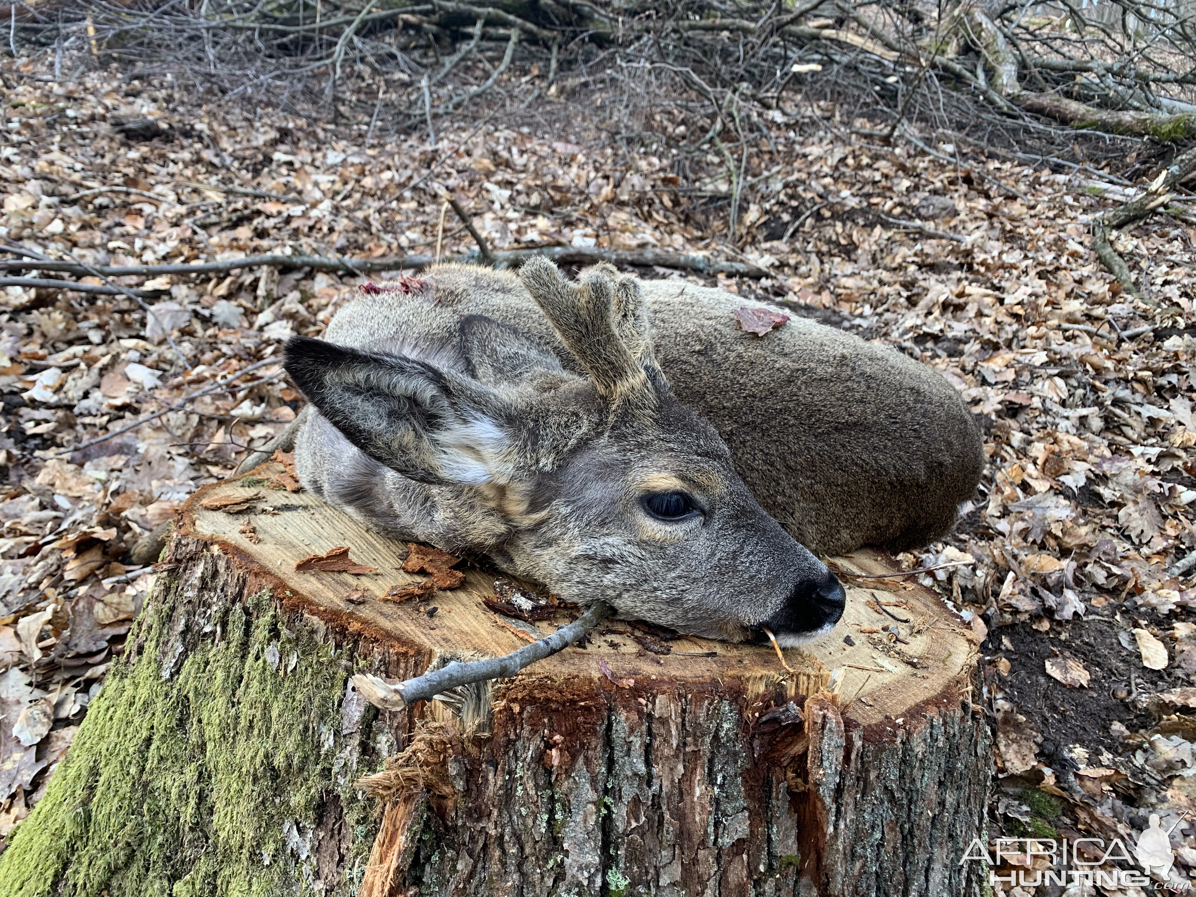 Hunting Roe Deer Germany