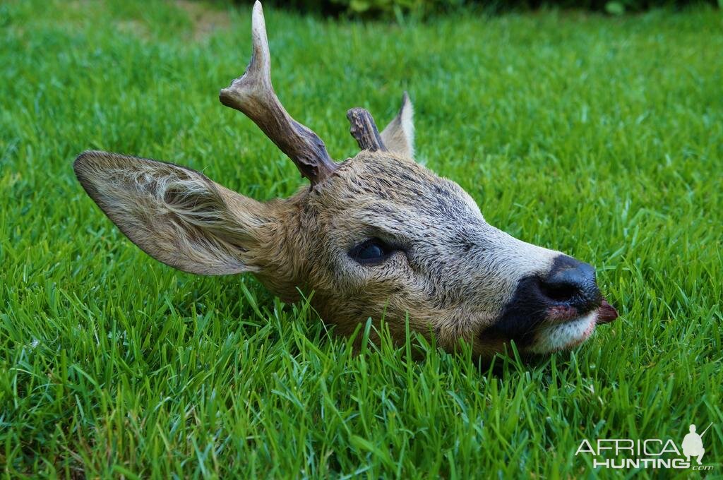 Hunting Roe Deer in Austria