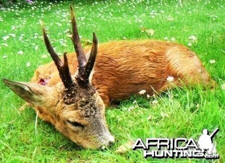 Hunting roe deer in France