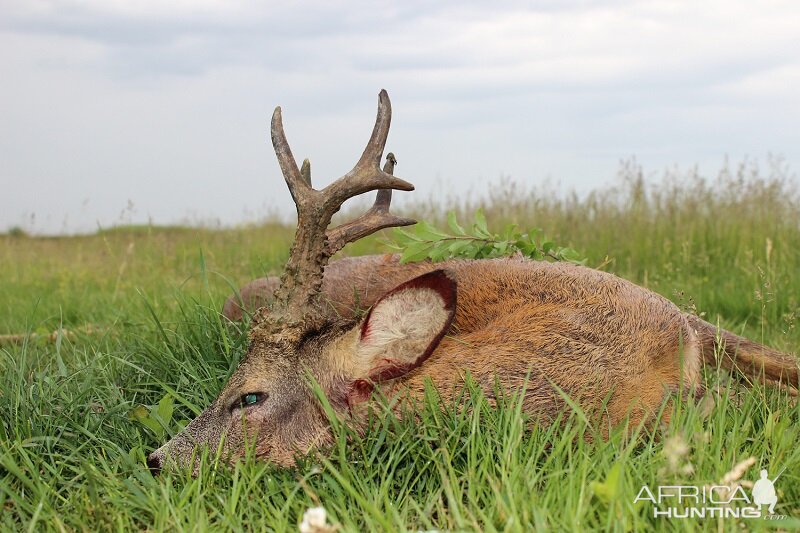 Hunting Roe Deer in Romania