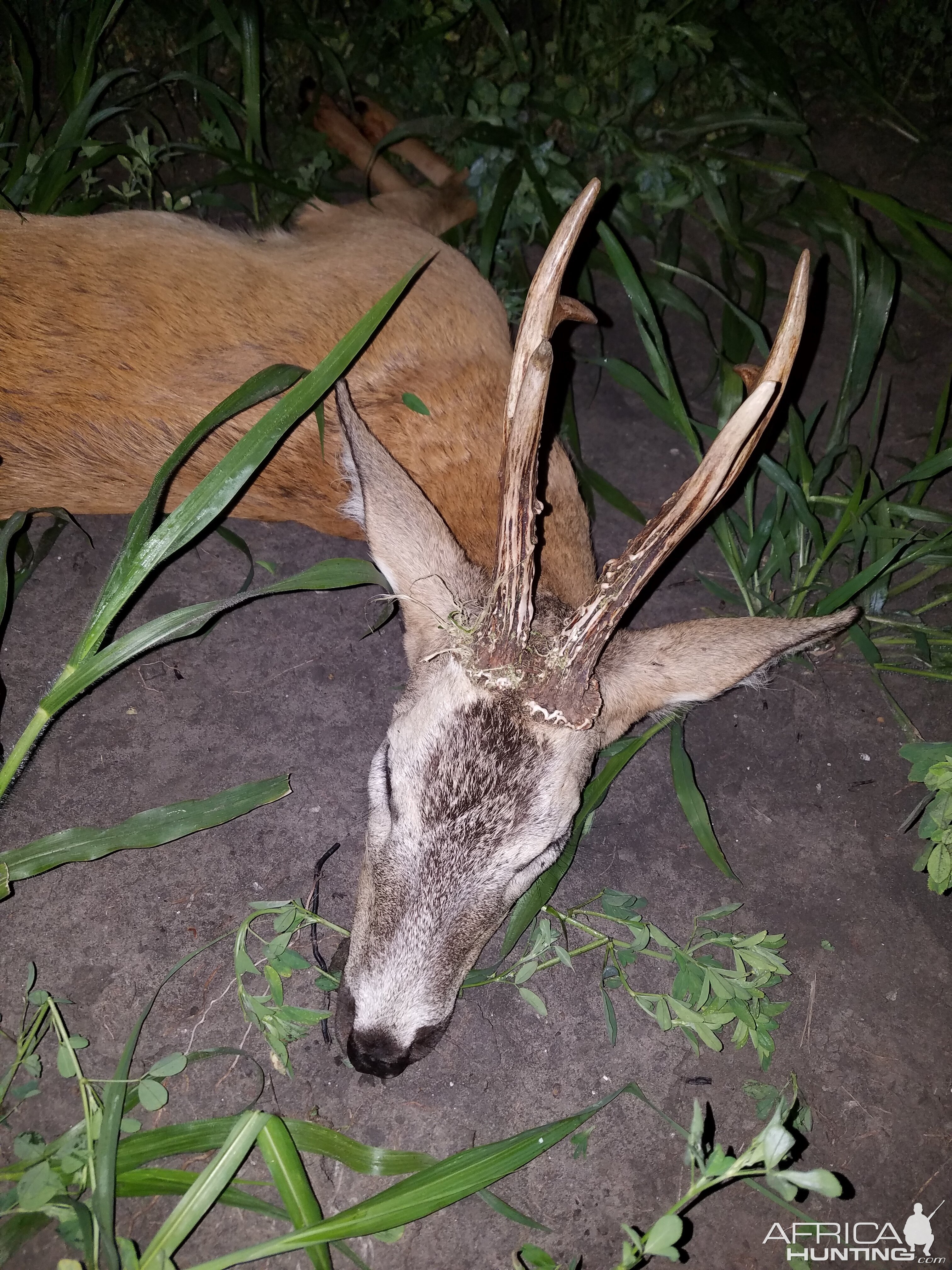 Hunting Roe Deer in Romania