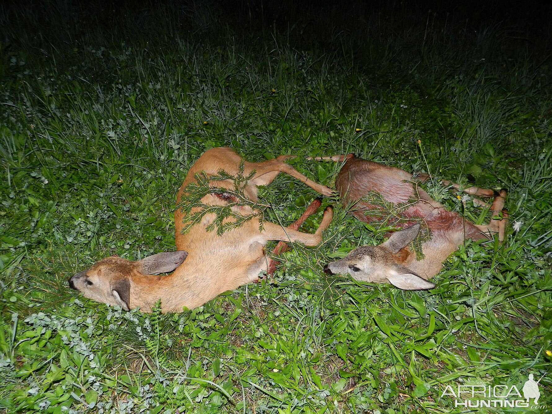 Hunting Roe Deer Slovenia
