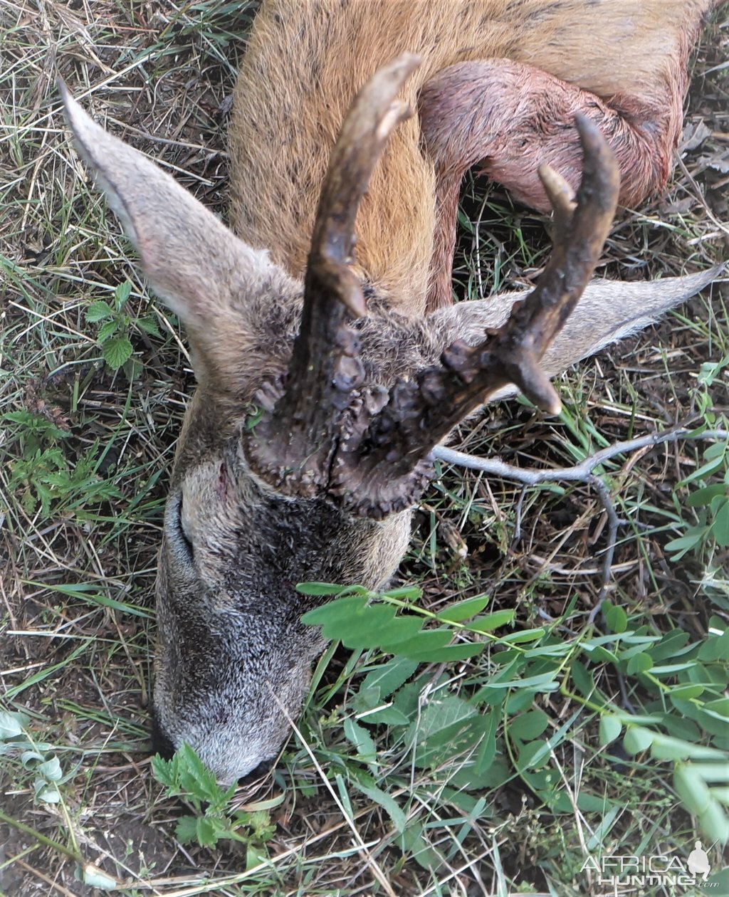 Hunting Roe Deer