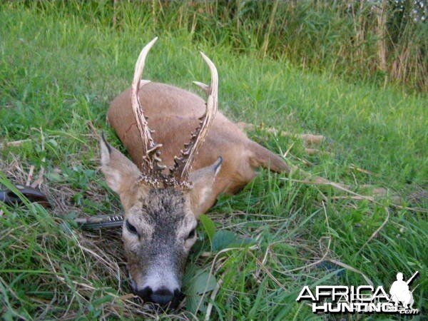 Hunting Roe Deer