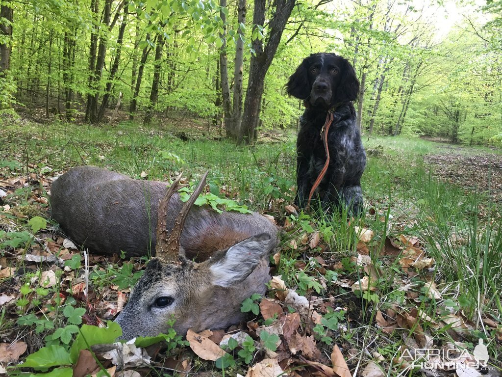 Hunting Roebuck in Germany