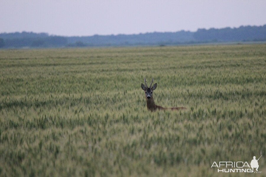 Hunting Romania