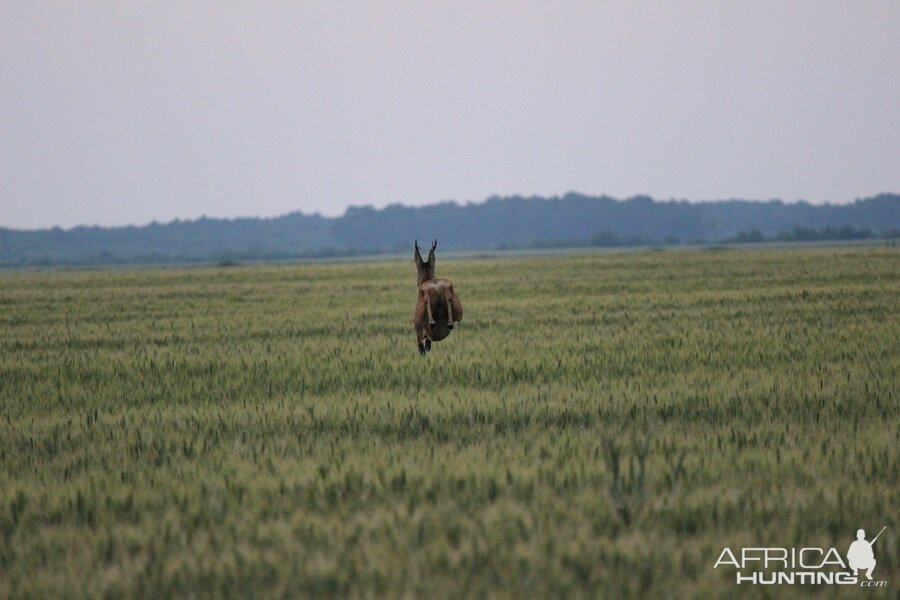 Hunting Romania