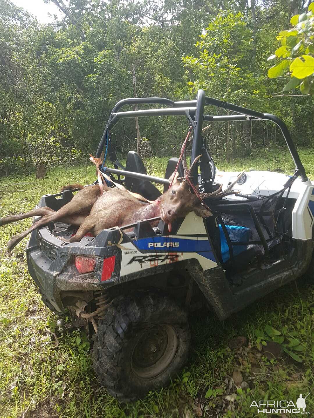 Hunting Rusa Deer in Australia