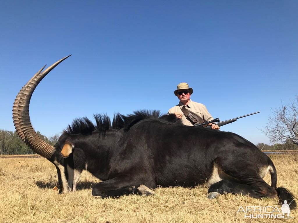 Hunting Sable Antelope in South Africa