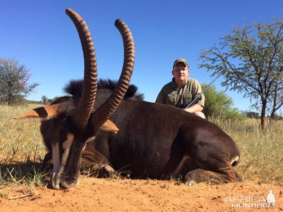 Hunting Sable Antelope South Africa