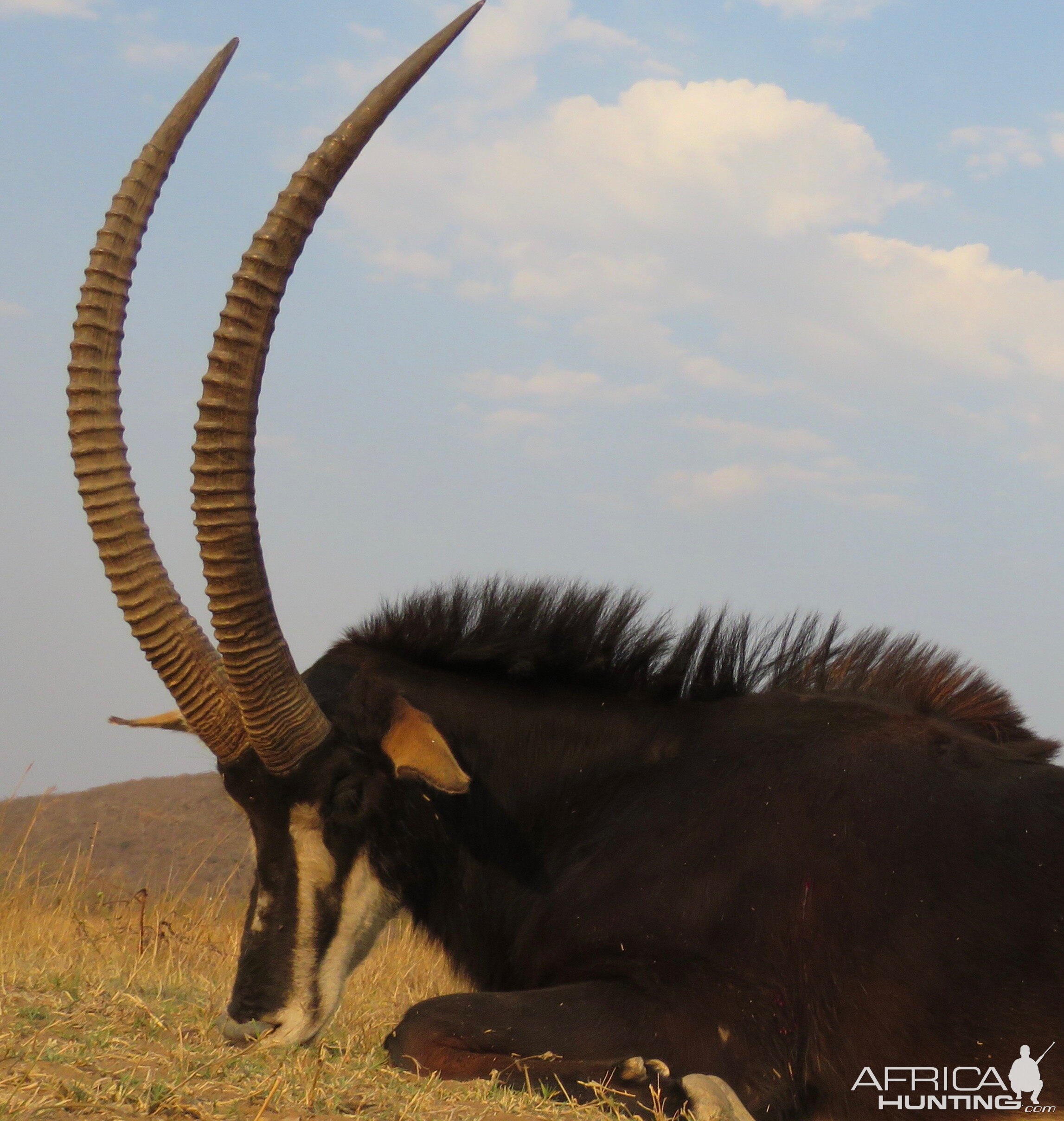 Hunting Sable in South Africa