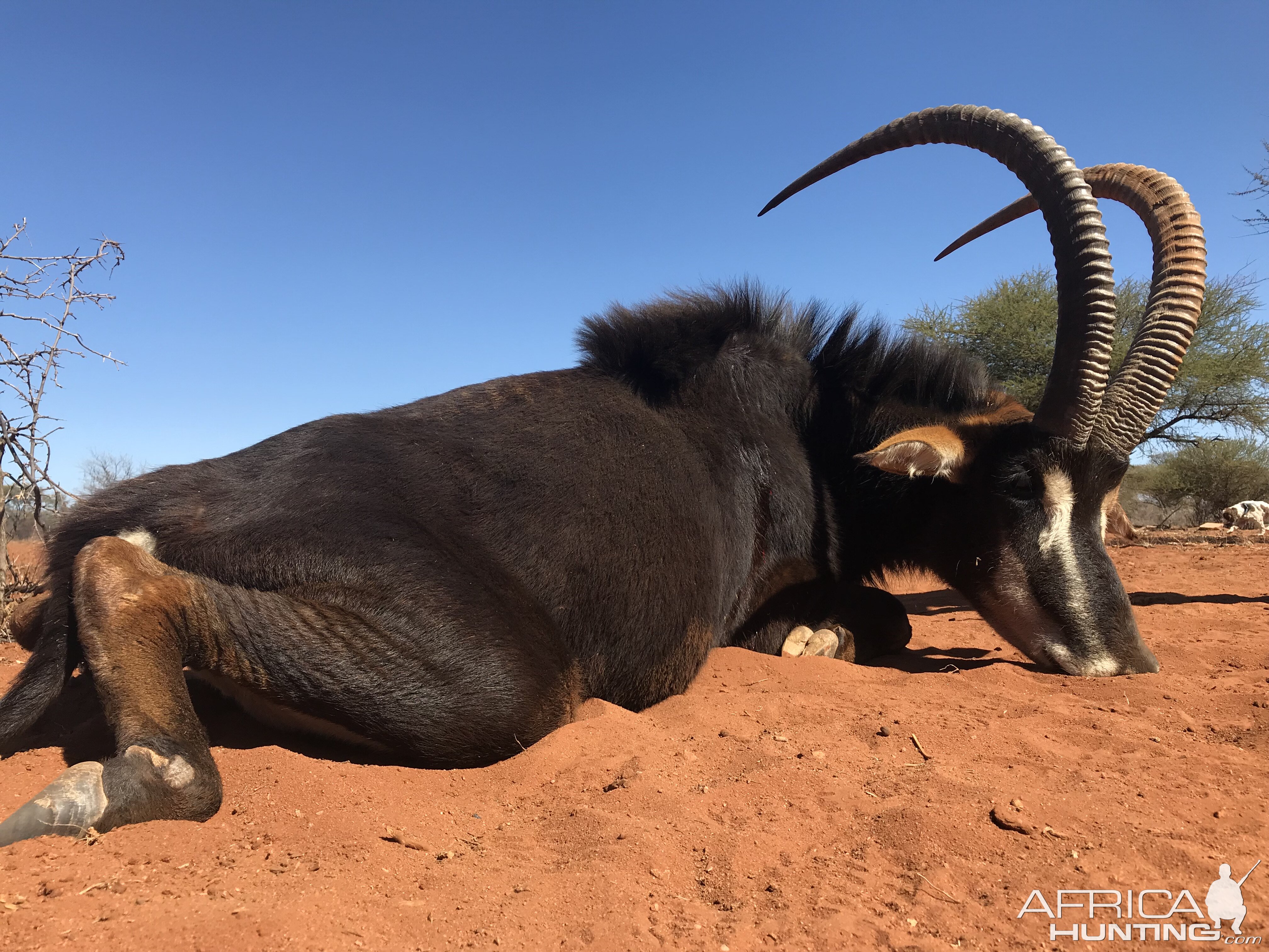 Hunting Sable in South Africa