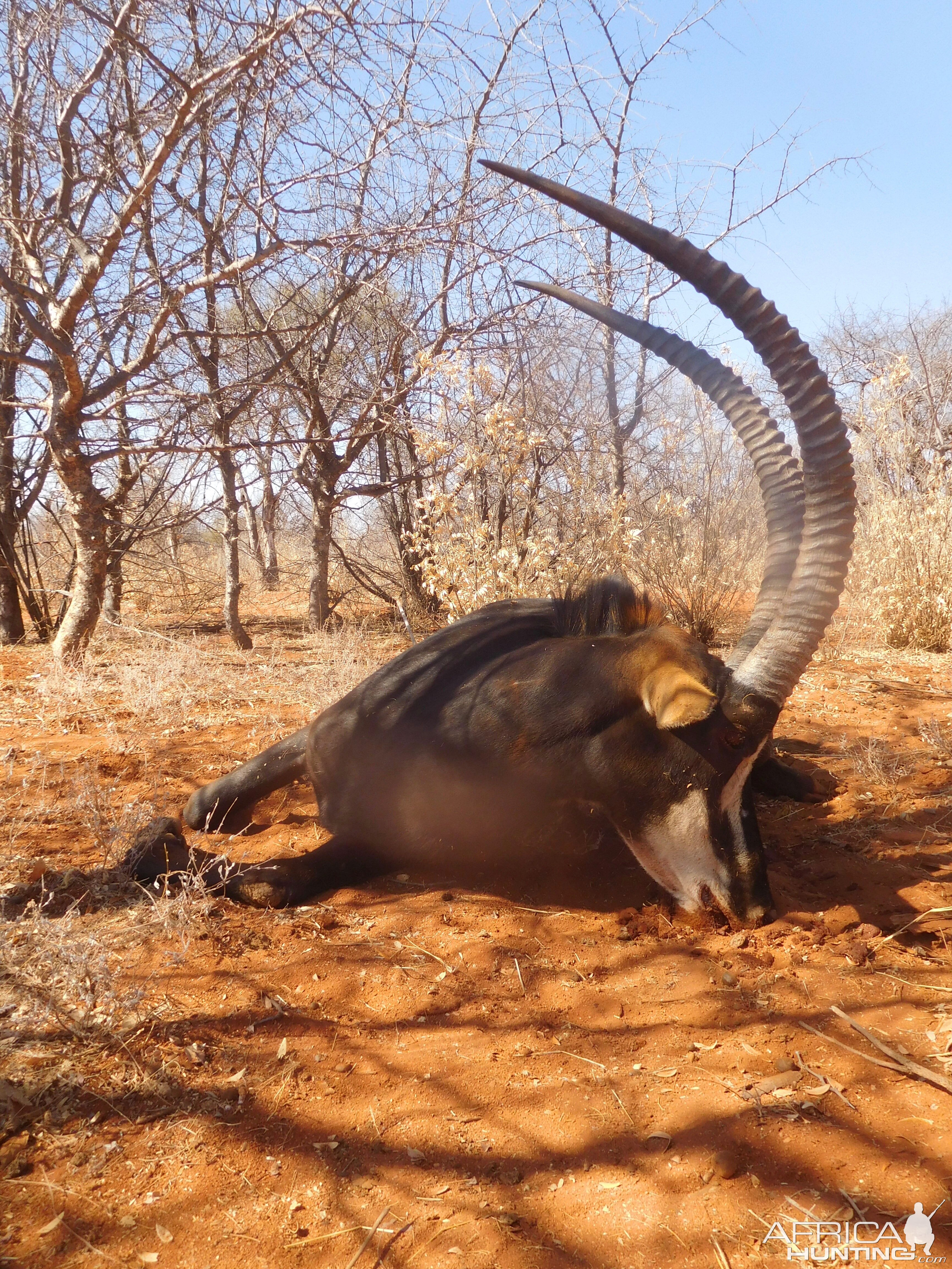 Hunting Sable in South Africa