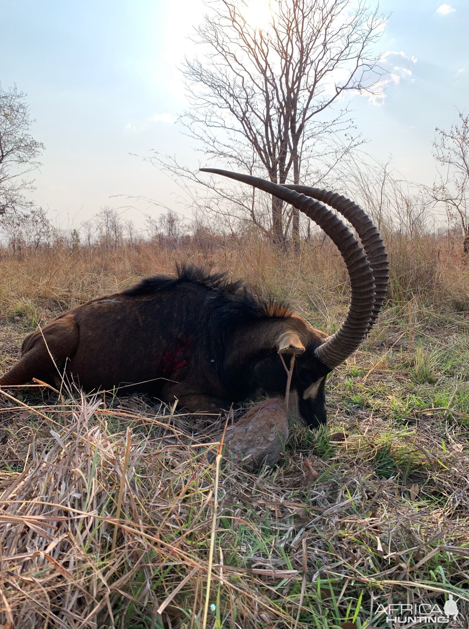 Hunting Sable in Zambia