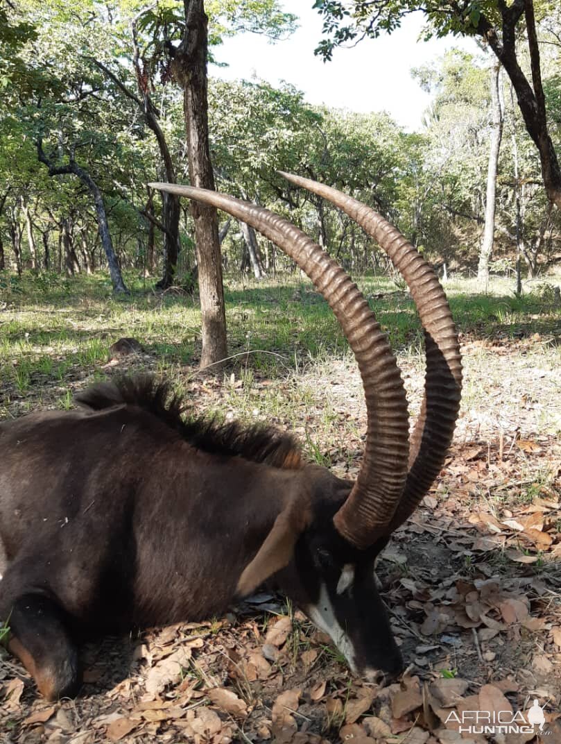 Hunting Sable in Zambia