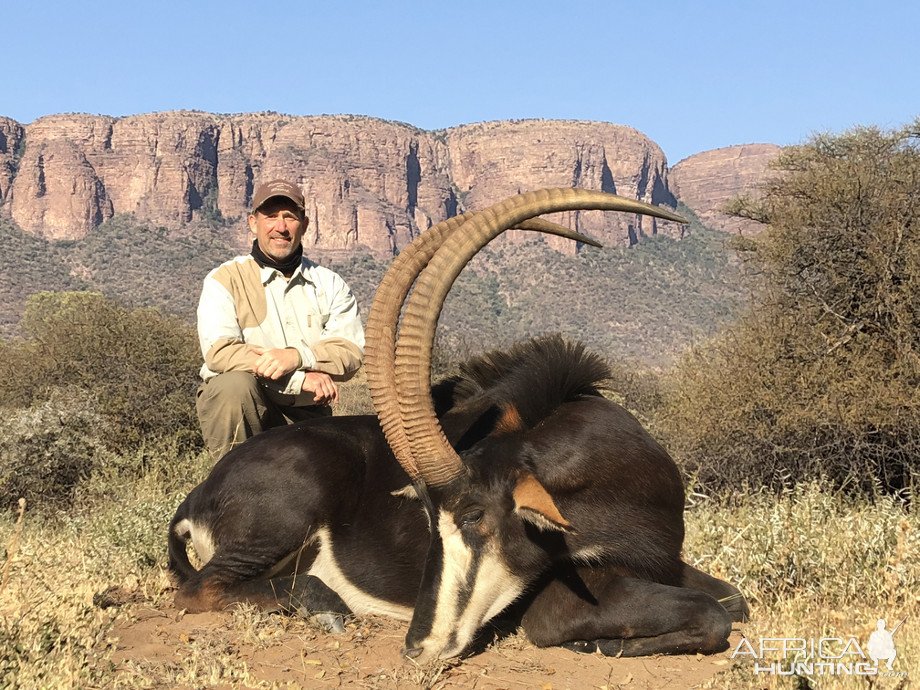 Hunting Sable Limpopo South Africa