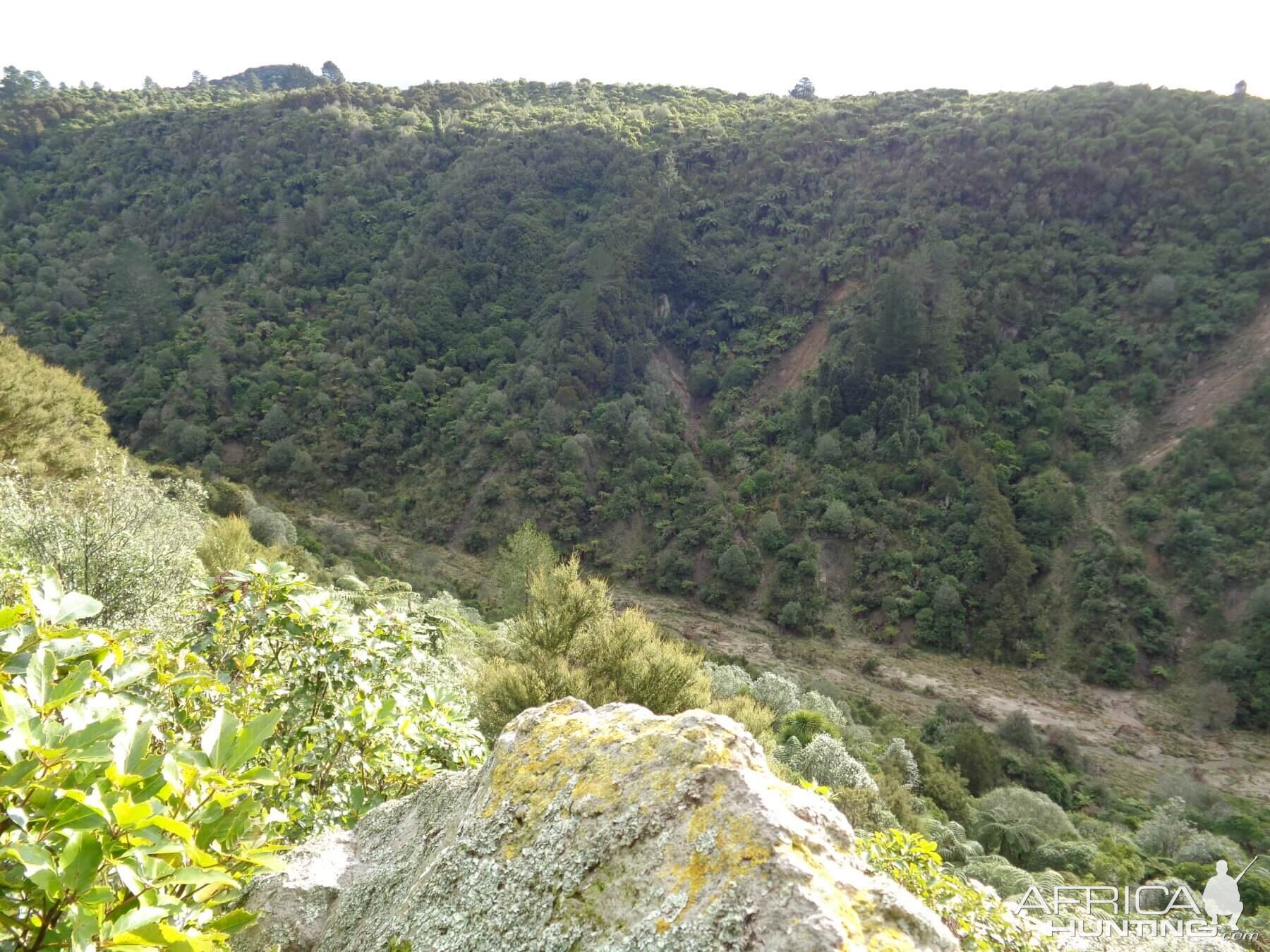 Hunting Sambar Deer in New Zealand