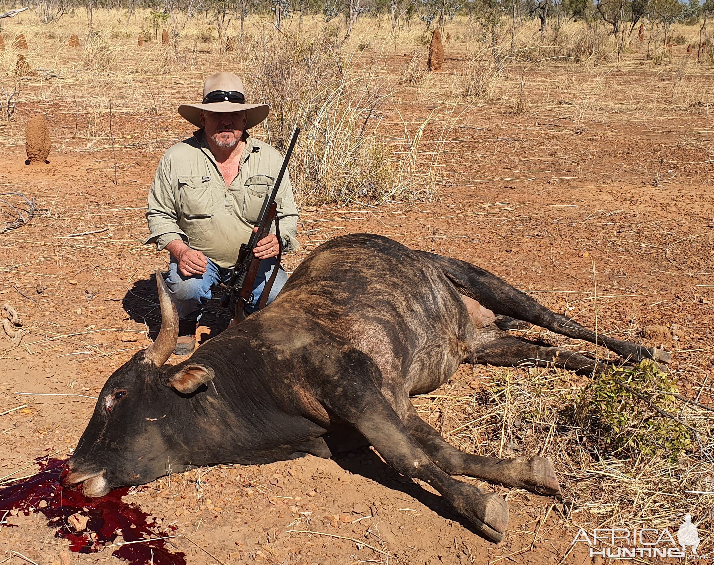Hunting Scrub Bull in Australia