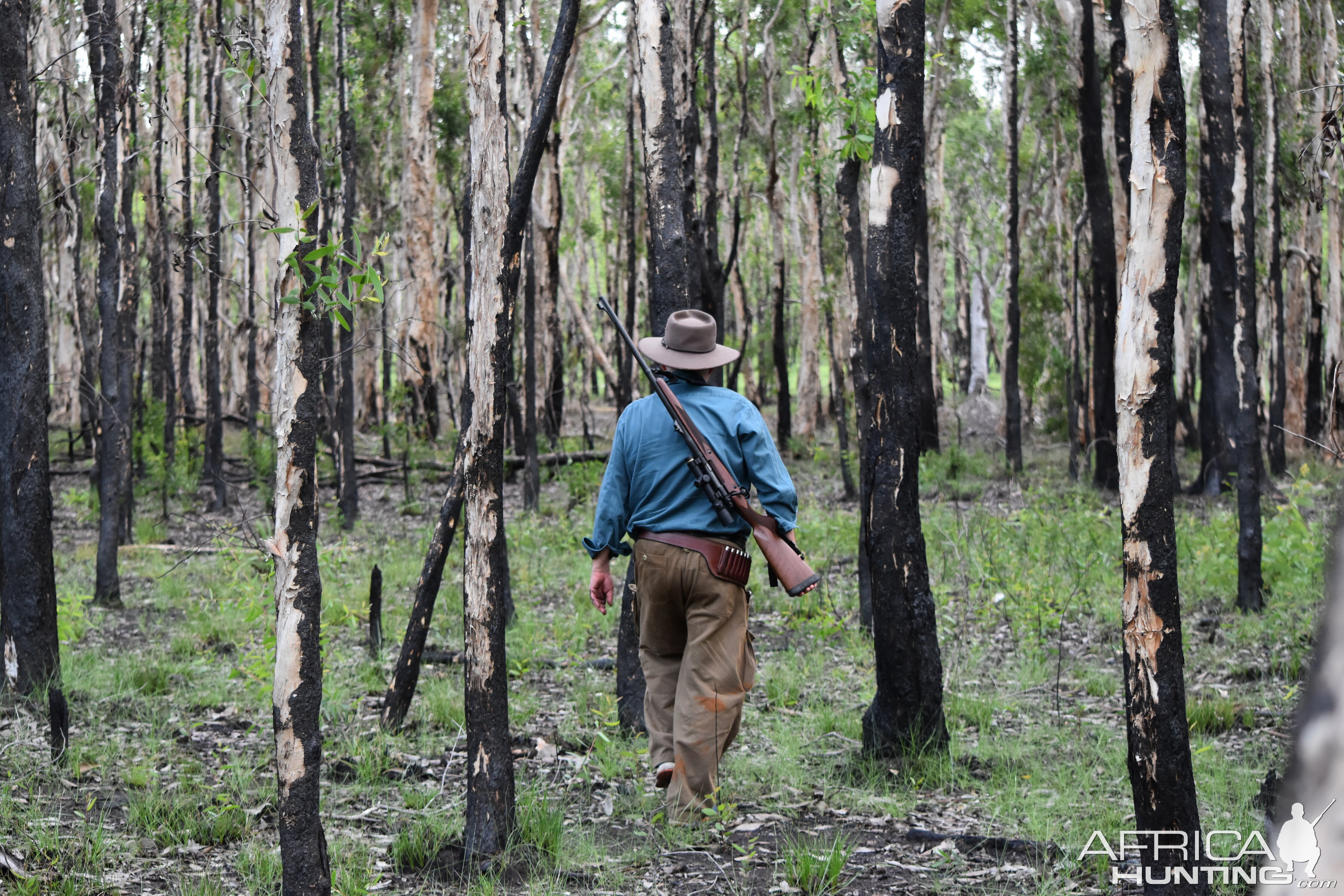 Hunting Scrub Bull in Australia