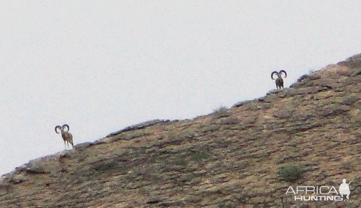 Hunting Sheep in Pakistan