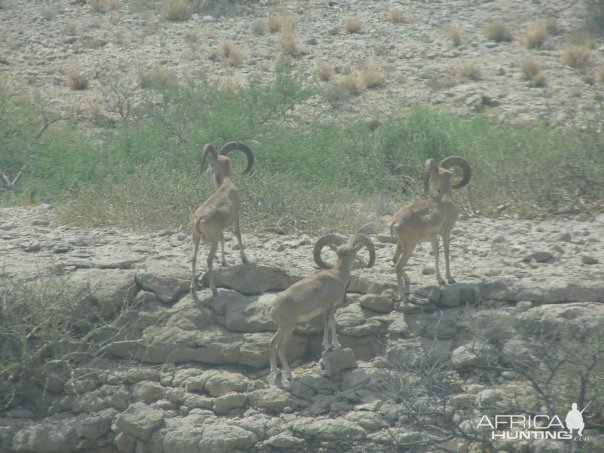 Hunting Sheep in Pakistan