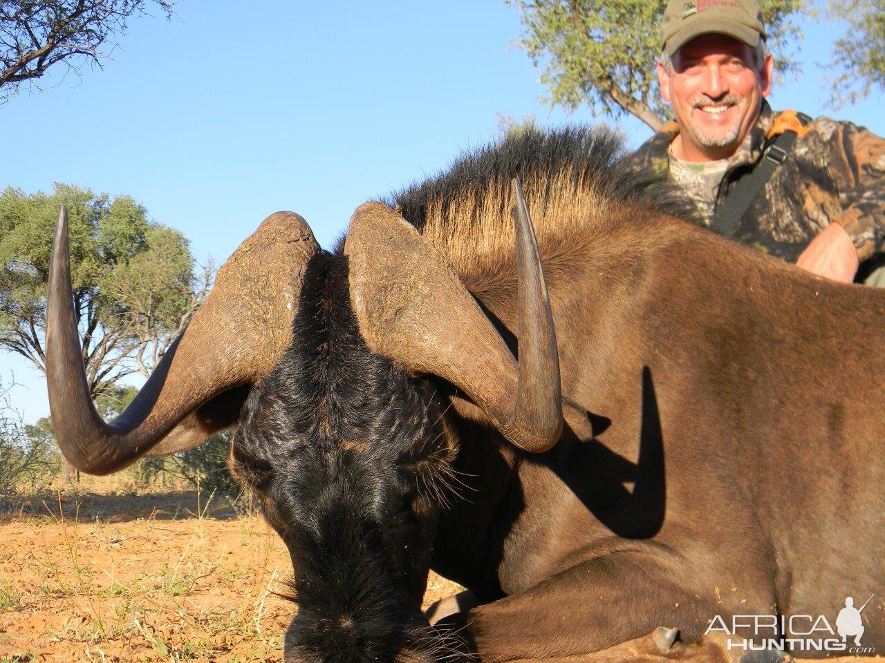 Hunting South Africa Black Wildebeest