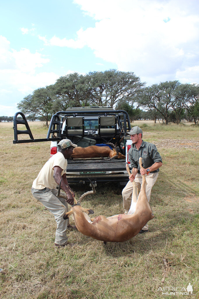 Hunting South Africa Impala