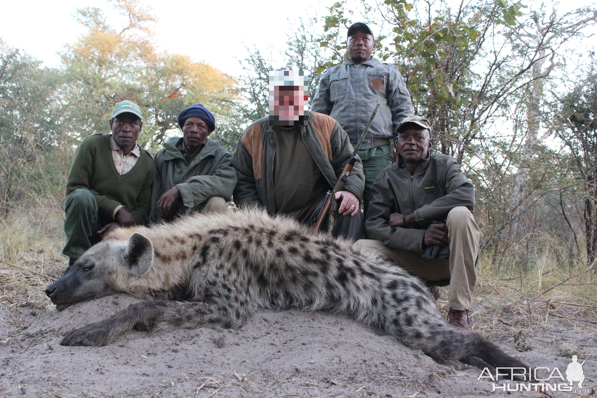 Hunting Spotted Hyena