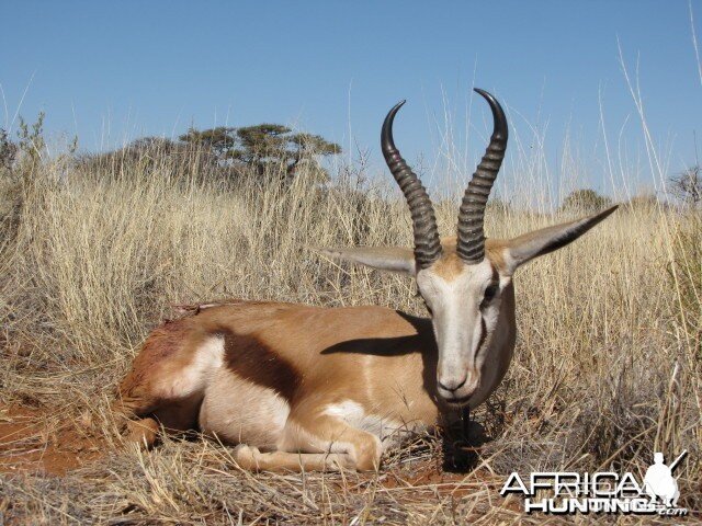 Hunting Springbok in South Africa