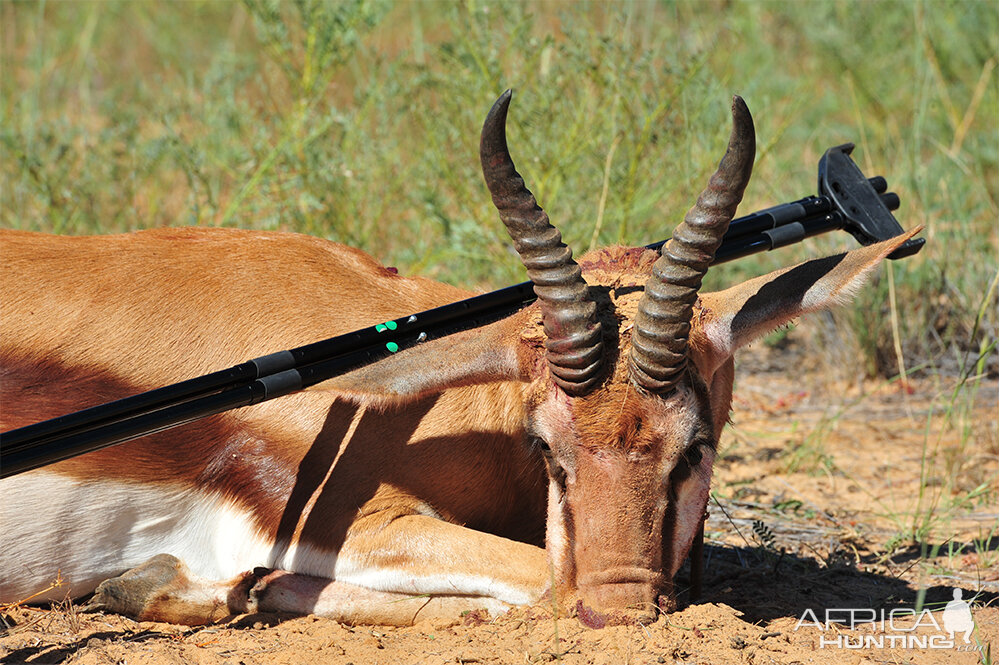 Hunting Springbok in South Africa