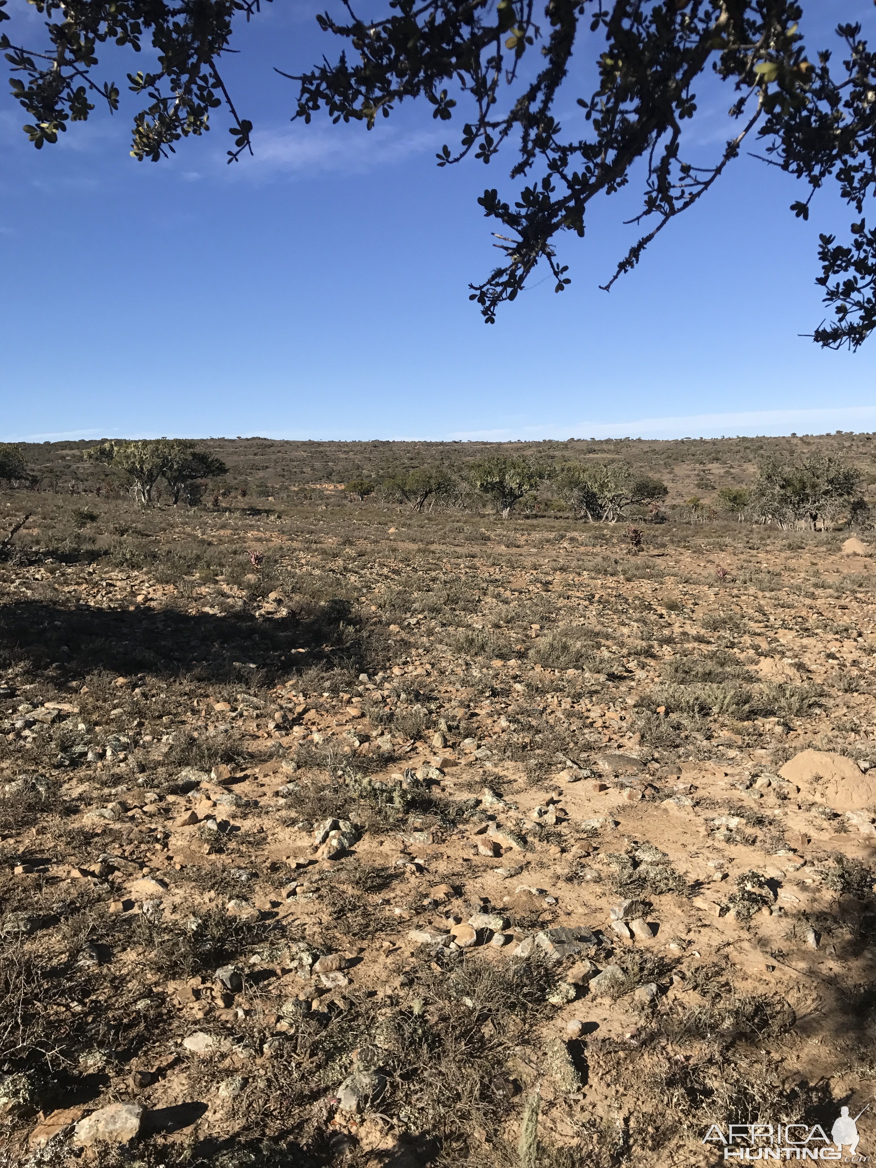 Hunting Springbok in South Africa