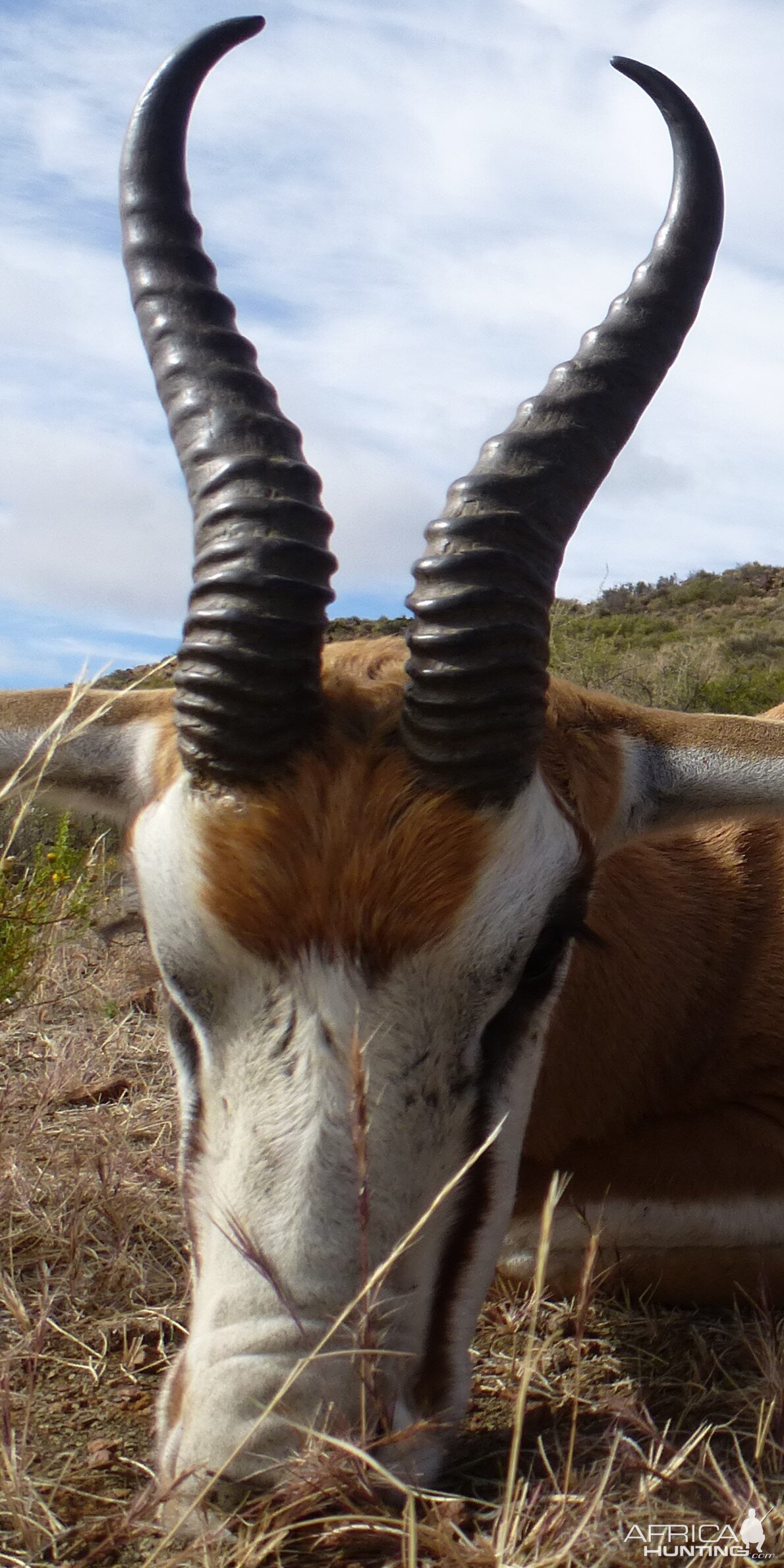 Hunting Springbok