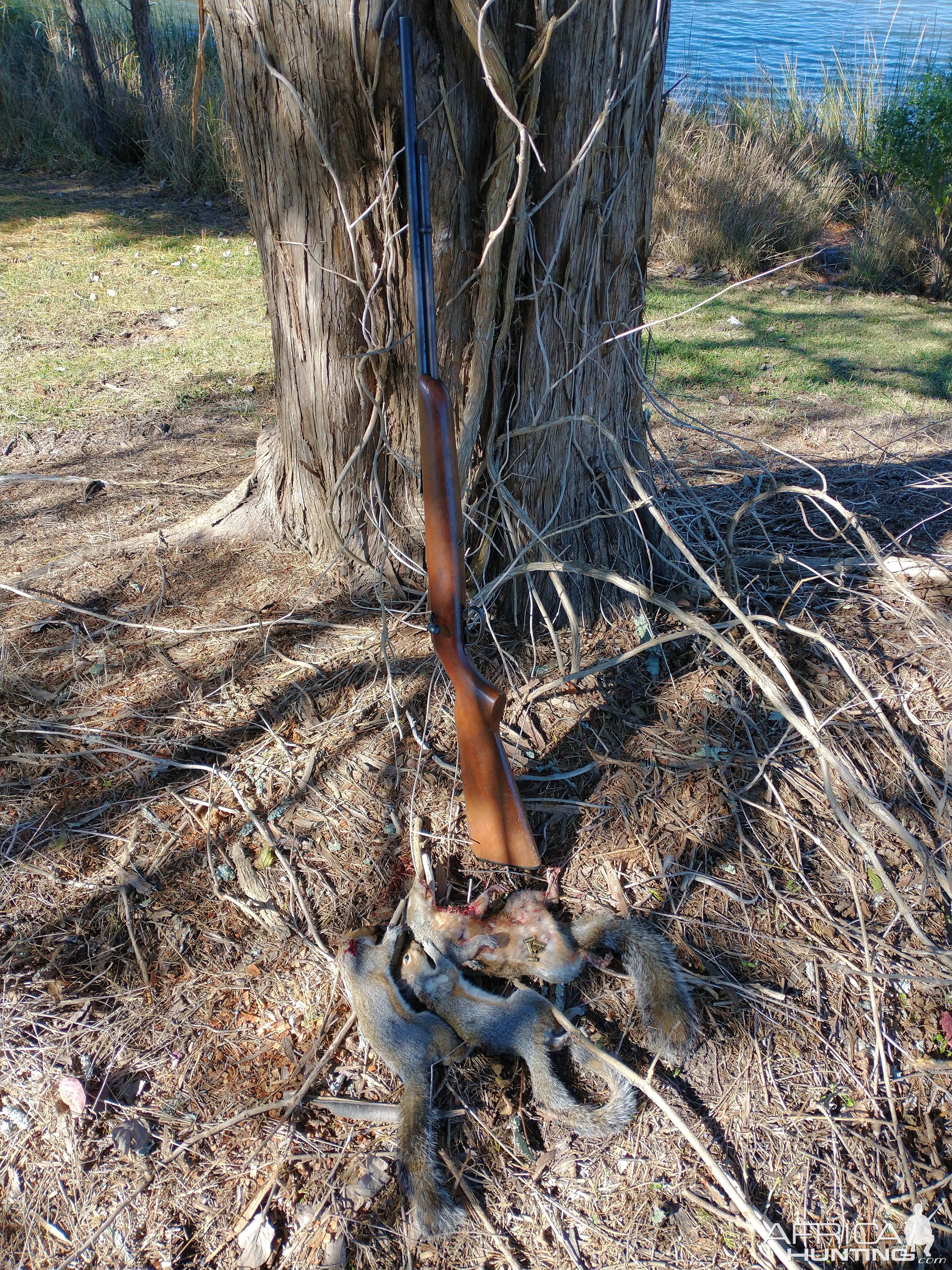 Hunting Squirrel