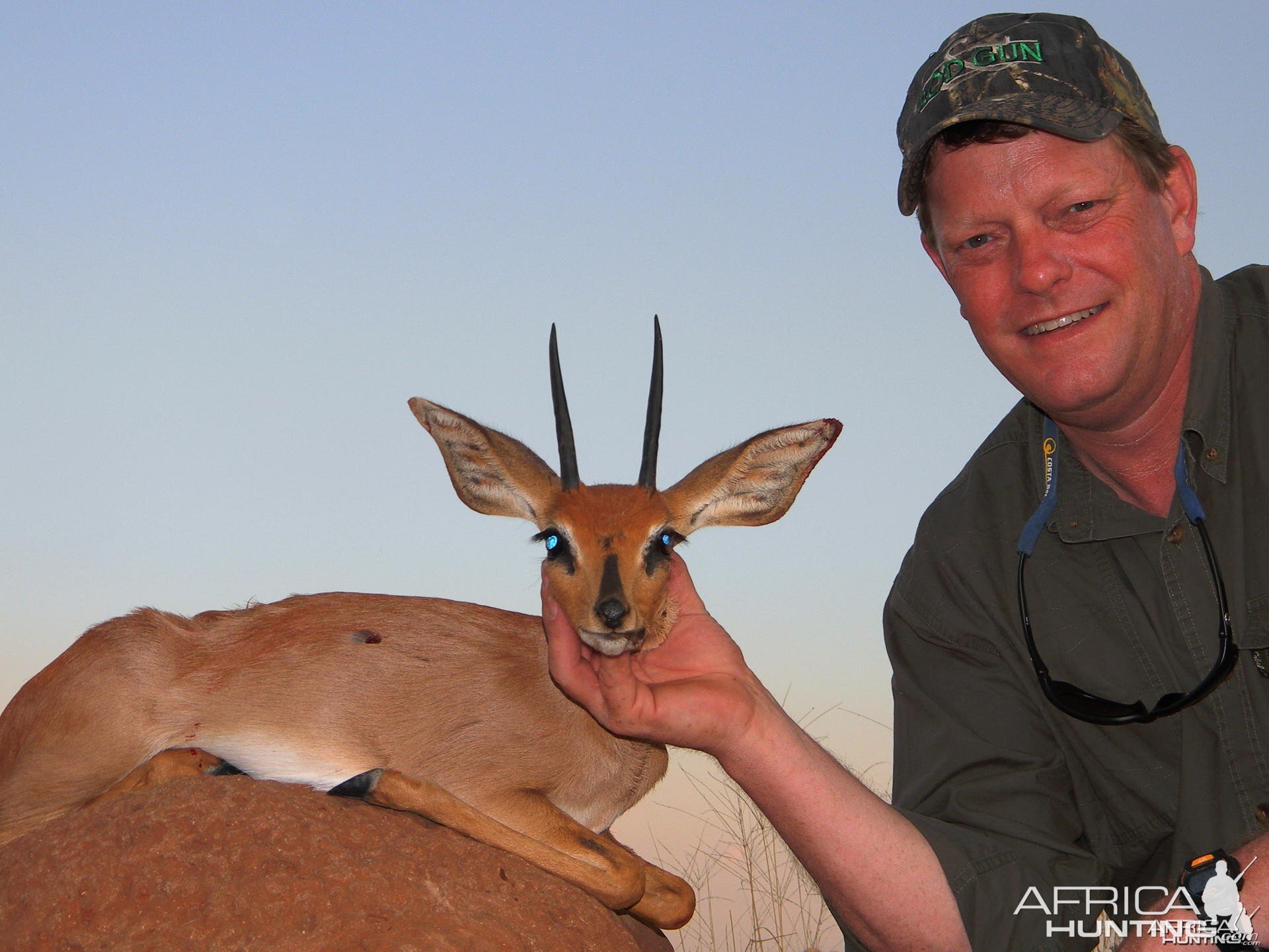 Hunting Steenbok